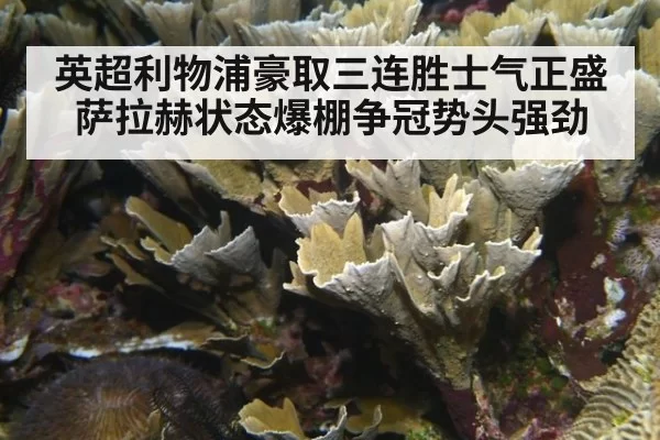英超利物浦豪取三连胜士气正盛萨拉赫状态爆棚争冠势头强劲